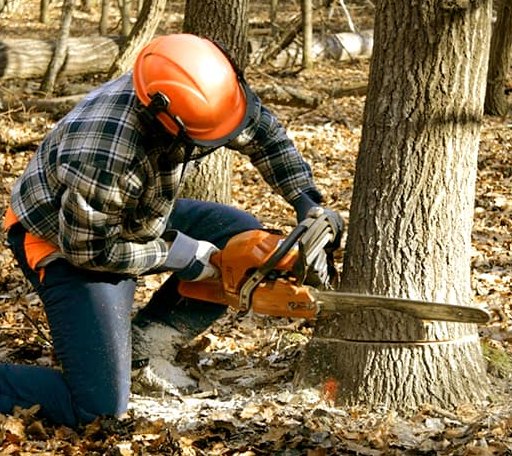 Tree Removal in Blandinsville, IL